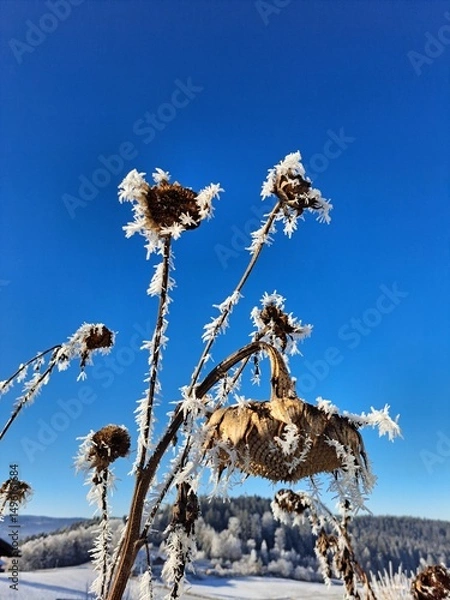 Obraz Trockene Sommenblumen im Winter