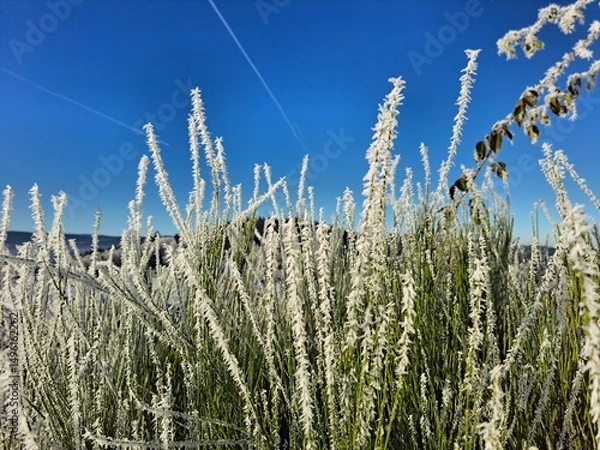 Obraz Gefrorene Gräser im Winter