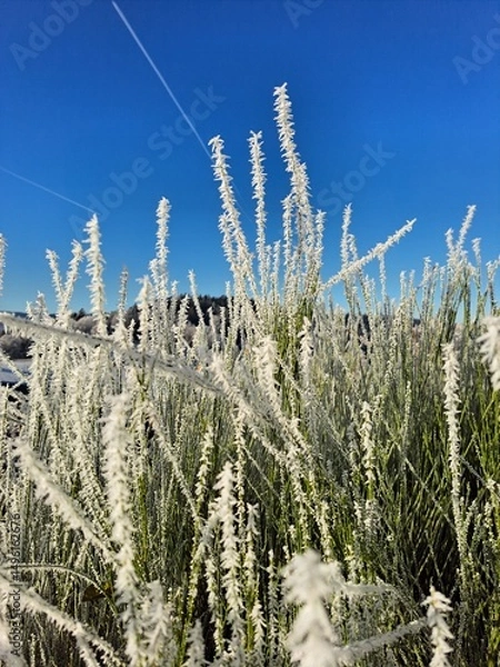Obraz Gefrorene Gräser im Winter