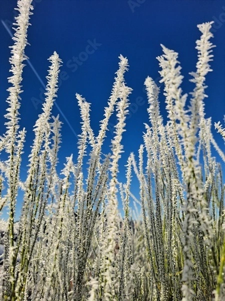 Obraz Gefrorene Gräser im Winter