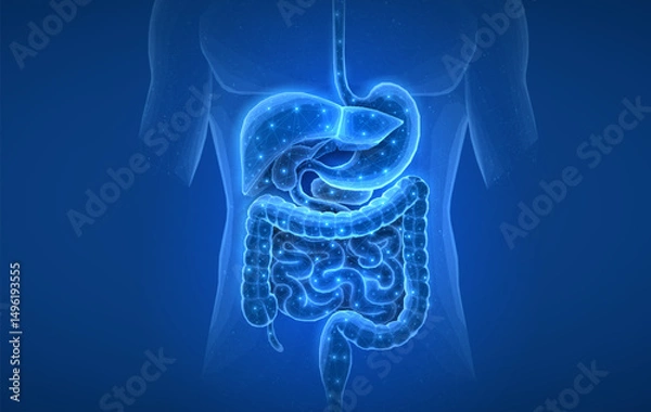 Fototapeta Abstract wireframe intestinal human digestive system. Gut health, bowel disease, gastrointestinal tract.