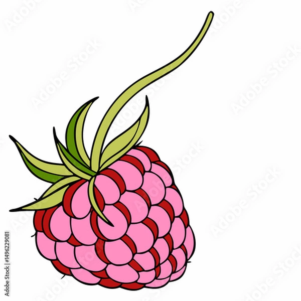 Fototapeta Simple Raspberry Illustration and wild berries mix, raspberry, blueberries, blackberries isolated on white background, clipping path, full depth of field