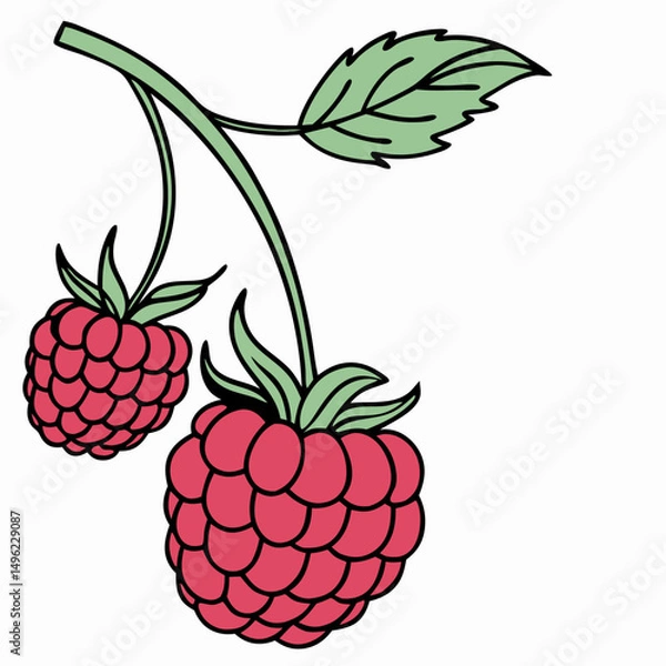 Fototapeta Simple Raspberry Illustration and wild berries mix, raspberry, blueberries, blackberries isolated on white background, clipping path, full depth of field