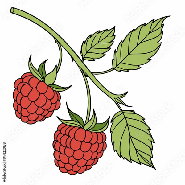 Fototapeta Simple Raspberry Illustration and wild berries mix, raspberry, blueberries, blackberries isolated on white background, clipping path, full depth of field
