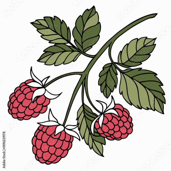 Obraz Simple Raspberry Illustration and wild berries mix, raspberry, blueberries, blackberries isolated on white background, clipping path, full depth of field