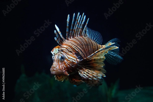 Fototapeta Fish lion close-up under water