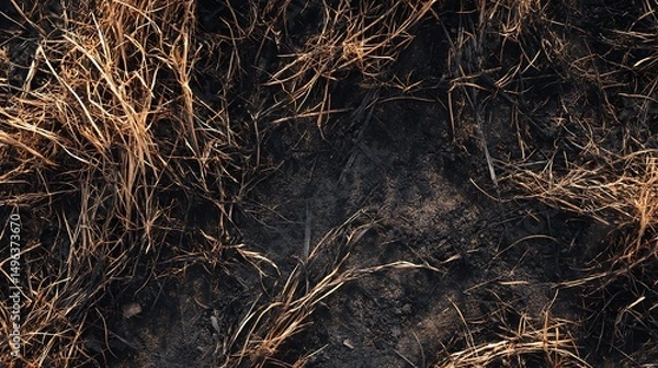 Obraz Burned Grass Texture : Suitable for Be Used as Background and Content in Any Project (Print, Graphic Design, Blog Posts, Social Media Posts or Website Related to Environment Theme)