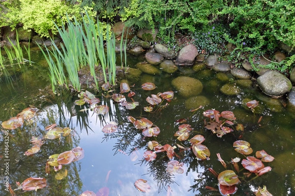 Obraz oczko wodne, rośliny wodne,