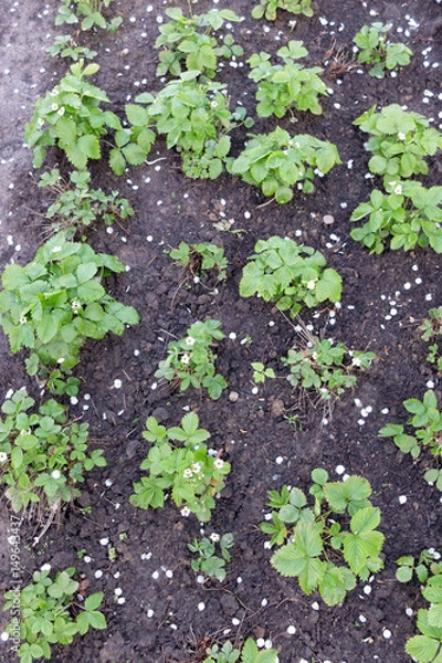 Obraz oczko wodne, rośliny wodne,