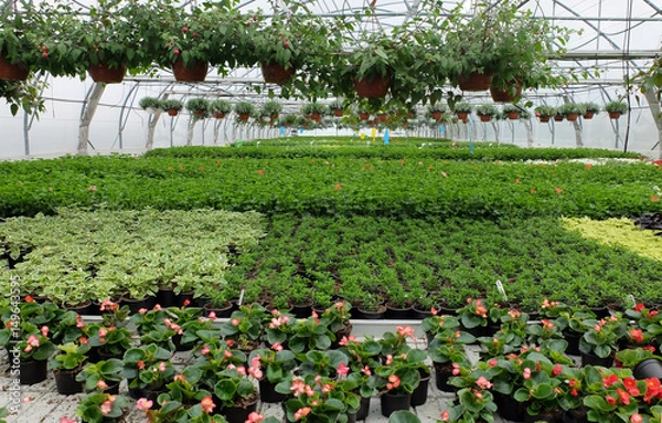 Obraz oczko wodne, rośliny wodne,