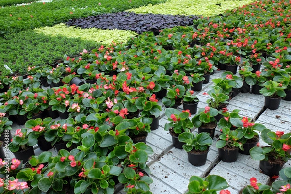 Obraz oczko wodne, rośliny wodne,