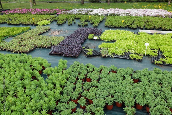 Obraz oczko wodne, rośliny wodne,