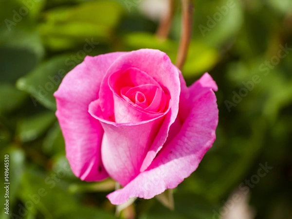 Fototapeta Pink rose on blooming on a garden in springtime
