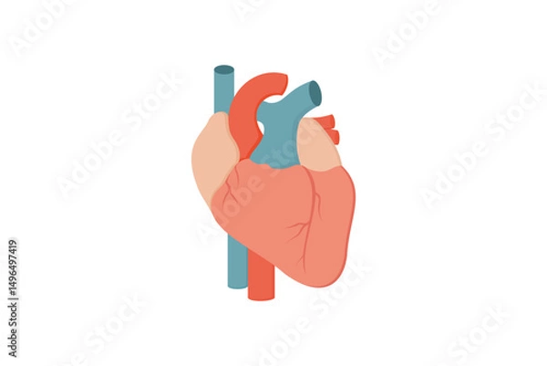 Fototapeta Heart Illustration Showing Anatomy And Blood Flow In A Minimalist Vector Style
