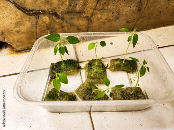 Obraz green plant in a pot
