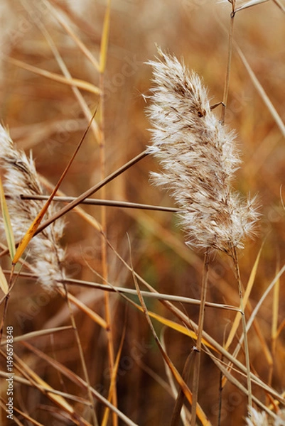 Obraz Fluffy lake grass as Natural textured pattern with contour light, organic design background, soft focus and beige golden soft color. Aesthetic nature scenery, minimal autumn seasonal ornament