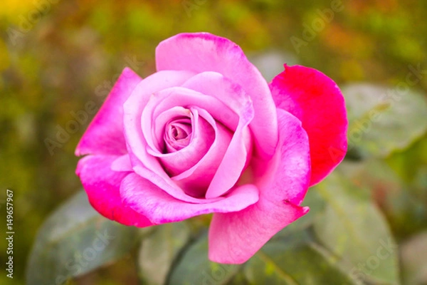 Fototapeta pink rose