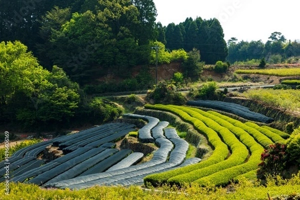 Obraz 新茶の季節