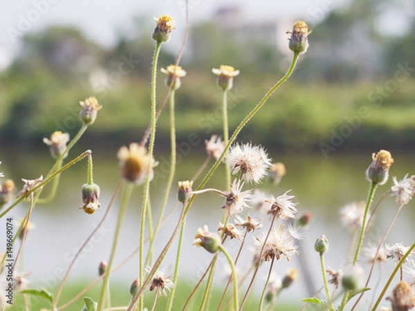 Fototapeta The small grass flowers in the garden.