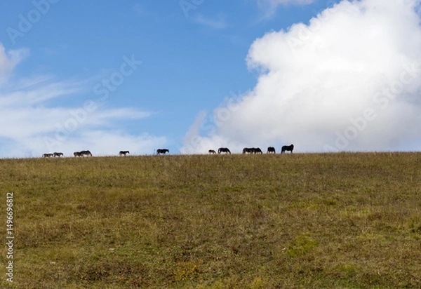 Obraz nature park, horse grazing on pastures with sparse vegetation autumn period in nature