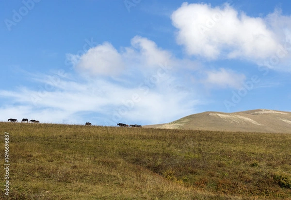 Obraz nature park, horse grazing on pastures with sparse vegetation autumn period in nature