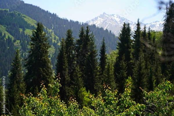 Fototapeta Aksai gorge. Mountainous area with different vegetation. The Tian Shan Mountains.