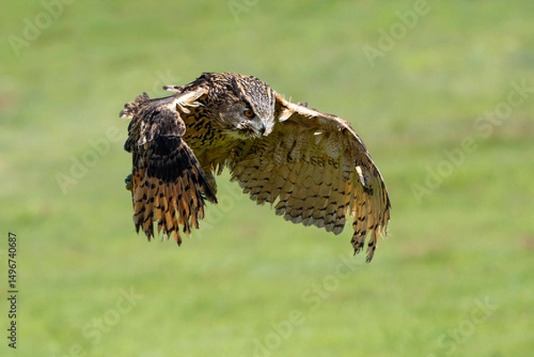 Obraz Female eagle owl in flight over green spring fields