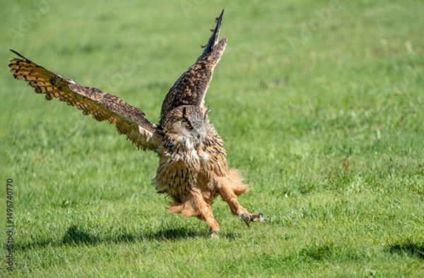 Obraz Female eagle owl in flight over green spring fields
