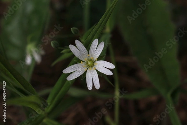 Obraz Stellaria after rain