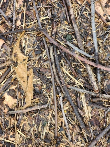 Fototapeta Close Up of Brown Twigs and Sticks on Forest Floor
