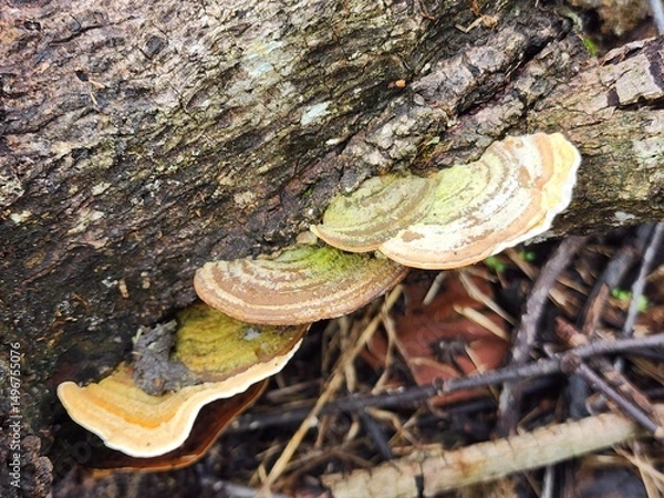 Fototapeta Yellow And Brown Shelf Fungus Growing On Decaying Log
