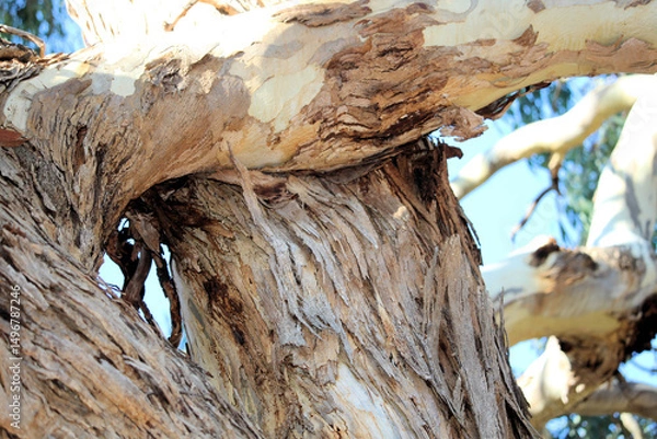 Fototapeta Trunk and branches of South Australian Blue Gum 
