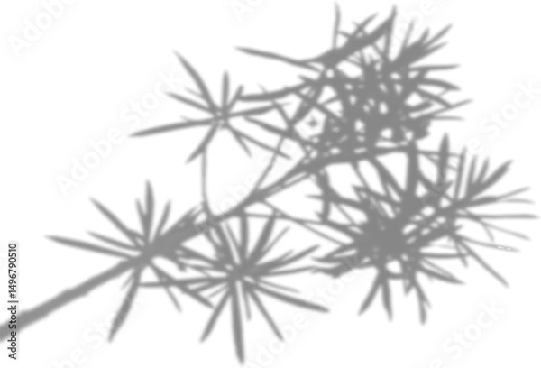 Fototapeta The shadow of the flower tops on the white wall. Black and white image to overlay on a photo or mockup