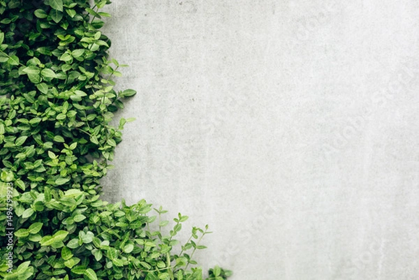 Fototapeta Seamless ivy branches with green leaves grow on a textured gray concrete wall, creating a natural, abstract pattern. Perfect for interior decor, outdoor design, and eco-friendly backgrounds