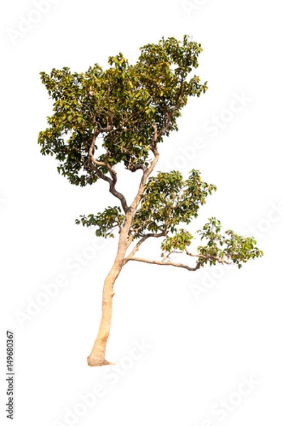 Obraz Great tree on white isolation