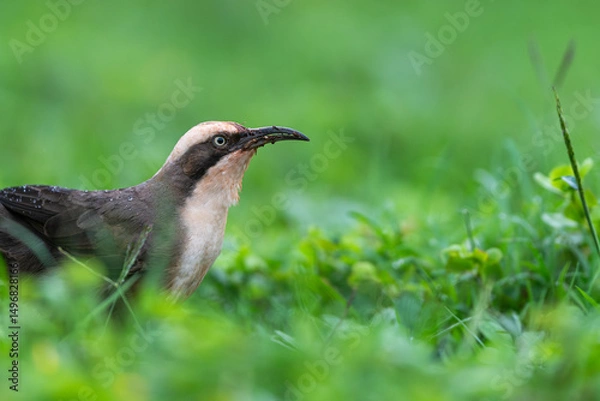 Fototapeta Australia bird