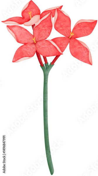 Obraz Watercolor Ixora Three Blooming