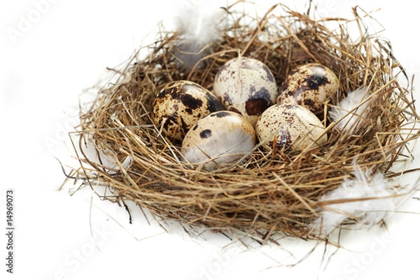 Fototapeta egg in a real nest