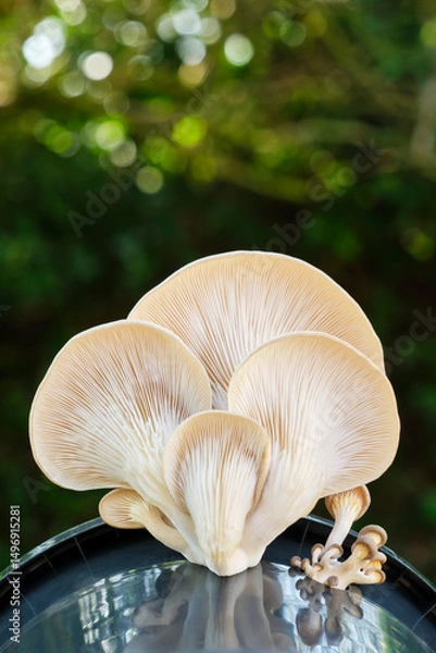 Fototapeta Oyster mushrooms growing out of a black plastic container. Fungiculture substrate kit for growing oyster mushrooms at home. Image with copy space.