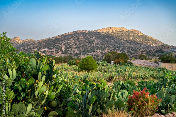 Obraz landscape with cactus plants