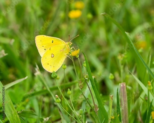 Obraz Yellow Butterfly on Flower in Green Grass