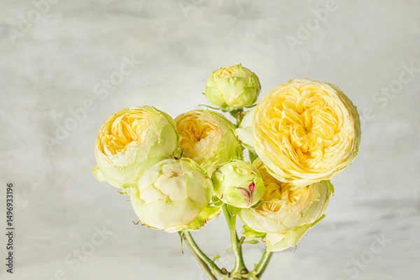 Fototapeta branch with delicate yellow peony roses against a grey wall 
