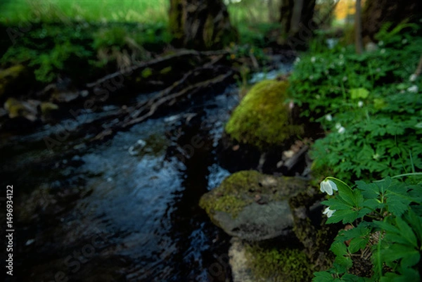 Obraz A small forest stream flowing in springtime surrounded by blooming white anemones. Peaceful nature scene with fresh greenery and gentle water movement.
