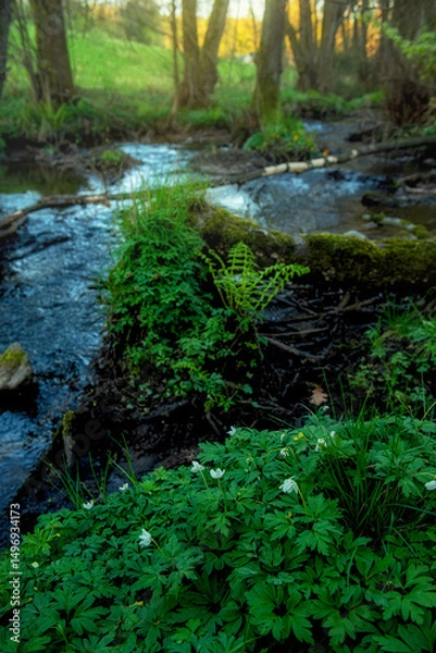 Fototapeta A small forest stream flowing in springtime surrounded by blooming white anemones. Peaceful nature scene with fresh greenery and gentle water movement.
