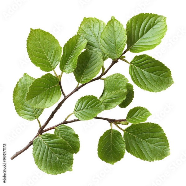 Obraz Beech Leaf isolated on transparent background