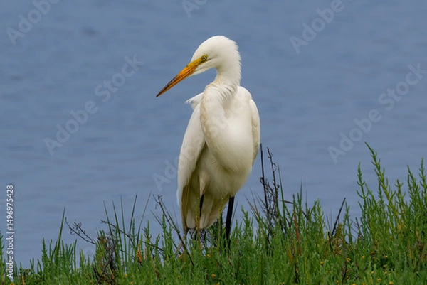 Obraz Great Egret (Ardea Alba) walking through green grass, in the wetlands near Huntington Beach, California. Blue water in the background. 
