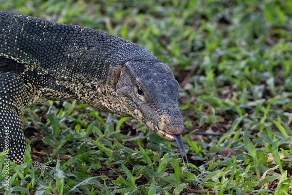 Obraz Closeup of Asian Water Monitor lizard (Varanus salvator) at Lumphini Park, Bangkok, Thailand. Tongue partially extended.
