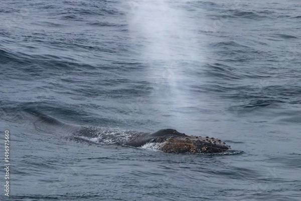 Obraz Humpback whale (Megaptera novaeangliae) blowing on ocean surface, near the Antarctic Peninsula.
