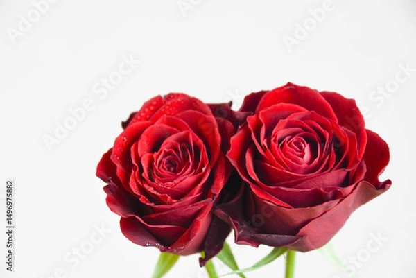 Fototapeta 赤いばら