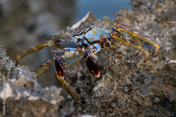 Obraz Speckled crab walking across rocks, pinchers held in front of it. On the island of Aruba. 
